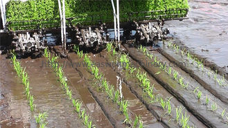 rangées de la machine 6 de transplantoir de riz de 120mm-170mm montant le type transplantoir de riz