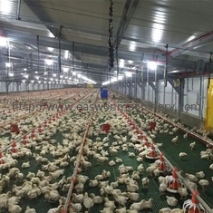 Équipement automatique galvanisé de production animale de volaille d'immersion chaude pour cultiver le poulet
