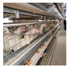 Type système automatique de H de cage de couche d'oeufs de poulet de batterie d'équipement d'aviculture de couche